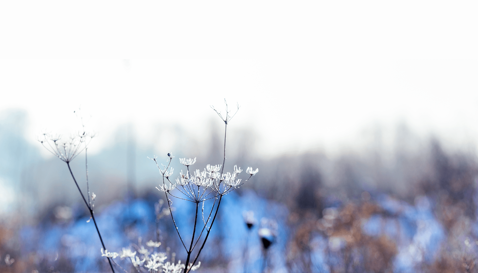 Raw Rosemary Oil: Frosty plants with delicate white flowers in a wintery landscape.